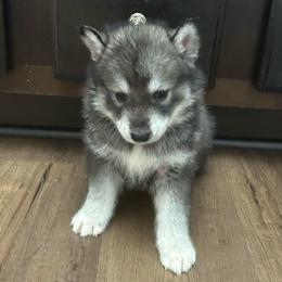 Wolfe - Gray and white male Siberian Husky puppy in Summerville, South Carolina from Carolina Husky Lodge