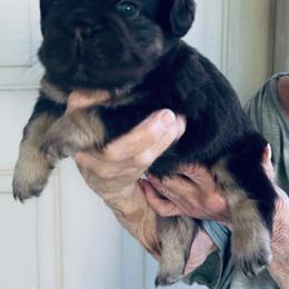 Cocoa Bean - Black and tan male French Bulldog puppy in Miami, Oklahoma from Destiny Jones