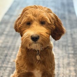 Goldendoodle puppies from Proudfootdoodles
