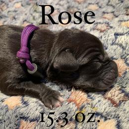 Great Dane Puppies from Taylor's Tails of Joy