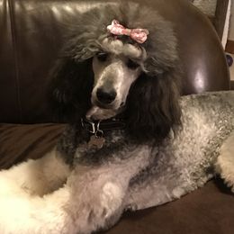 Poodle Puppies from 406 Poodles