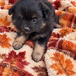 Rowan - Black and tan male Pomeranian puppy in Liverpool, Pennsylvania from Miracles With Paws