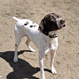 Angel - German Shorthaired Pointer