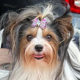 Bunni - Biewer Terrier