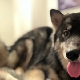 Siberian Huskies from Southeastern Huskies