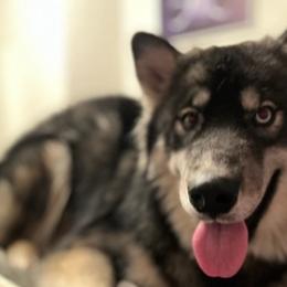 Siberian Huskies from Southeastern Huskies