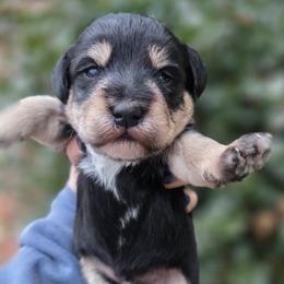 Linus - Black and tan male Schnoodle puppy in Timmonsville, South Carolina from For the LOVE of Poodles, Doodles and Sheepdogs