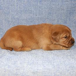 Melody - Dark golden female Golden Retriever puppy in New Weston, Ohio from Bertke AKC Golden Retrievers and Bernese Mountain Dogs