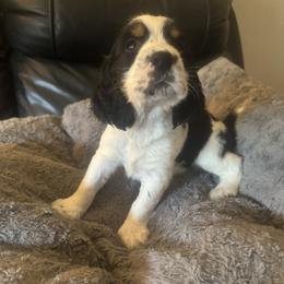 Arlo - Black white and tan male English Springer Spaniel puppy in Griswold, Connecticut from Lassale Springers