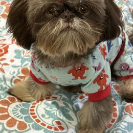 Pebbles - Shih Tzu