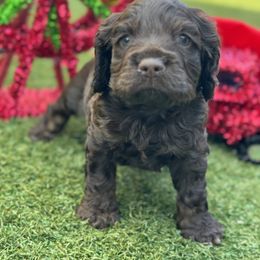 Catahoula Leopard Dog and Cocker Spaniel Puppies from Rich Cat’s