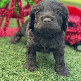 Catahoula Leopard Dog and Cocker Spaniel Puppies from Rich Cat’s