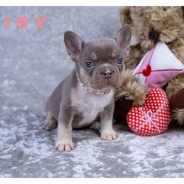 Daisy - Liver female French Bulldog puppy in Denison, Texas from Lovemyfrenchies – Stoddard Frenchbulldog's