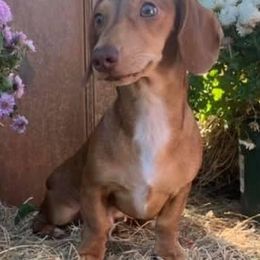 Dachshunds from River Valley Daschunds