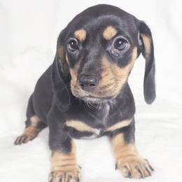 Flamin Hot - Black and tan male Dachshund puppy in Sacramento, California from MiniDoxPups