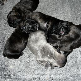 French Bulldog Puppies from Ayala’s