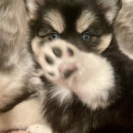 Pomsky Puppies from Blue Sky Pomsky