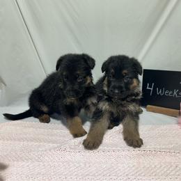 Ellie - Black and tan female German Shepherd puppy in Stanardsville, Virginia from Majestic K9 LLC
