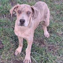 Lilac Brindle Merle Female - Merle female Great Dane puppy in Cunningham, Kansas from Garden Grove Great Danes