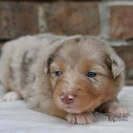 Louise - Red merle female Australian Shepherd puppy in Wichita Falls, Texas from Spotted Mule Aussies