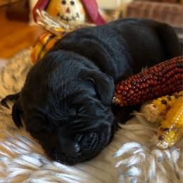 Sweet Tea (Sweetie) - Black female Labrador Retriever puppy in Taylors, South Carolina from Spring Water Labs of the Carolinas