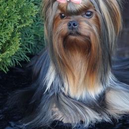 Elon - Yorkshire Terrier
