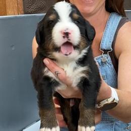 Red White and Blue Collar Male - Black rust and white male Bernese Mountain Dog puppy in Bristol, Tennessee from Holston Hollow Farm