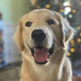 Hugo - Golden Retriever