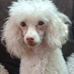 Toy poodle - White female Poodle puppy in Cedar Grove, North Carolina from Toy Poodles of NC