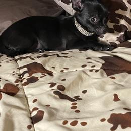 Chihuahua Puppies from Anastasia’s Tiny Pupps