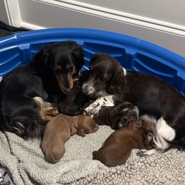 Dachshund Puppies from Hannau Doxies
