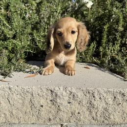 Sable female - Sable female Dachshund puppy in San Diego, California from San Diego Dachshunds