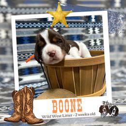 Boone - Liver white and tan male English Springer Spaniel puppy in Albany, Minnesota from Farm Fresh Labradors & English Springers