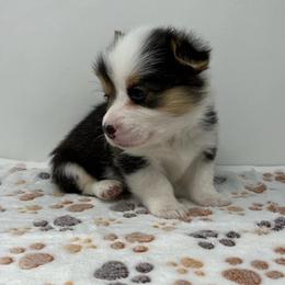 Rain - Black and tan male Pembroke Welsh Corgi puppy in Waco, Texas from The Comma Corgis