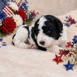 Freedom - Black and white male Bernedoodle puppy in Spartanburg, South Carolina from Southern Magnolia Bernedoodles