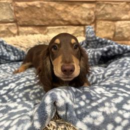Tucker - Chocolate and cream male Dachshund puppy in Stilwell, Oklahoma from B & K Dachshunds