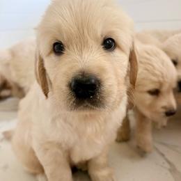 Miss Penny - Light golden female Golden Retriever puppy in Midlothian, Texas from Brightest Days