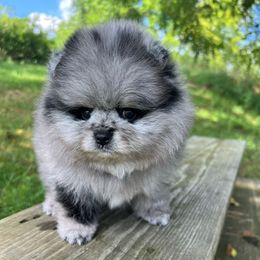 Star - Blue merle female Pomeranian puppy in Medina, Ohio from Forever Pomeranians