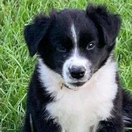 Jax AKC ASDR DNA tested - Black & white male Miniature Australian Shepherd puppy in Westwego, Louisiana from Connie's American Eskimo Dogs and Mini Australian Shepherd Dogs