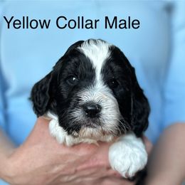 Yellow Collar Male - Black and white male Sheepadoodle puppy in Hilton, New York from Finger Lakes Doodles