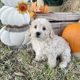 Oakley - Yellow and white male Bernedoodle puppy in Port Saint Lucie, Florida from Eastside Paws LLC