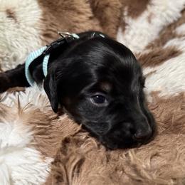 Dachshunds from Magnolia Grace Kennels