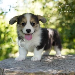 River 3 - Black and tan female Pembroke Welsh Corgi puppy in Straughn, Alabama from Magnolia Creek Corgis