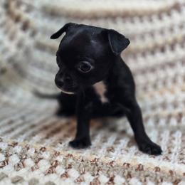 Fern - Black and white female Chihuahua puppy in Plainfield, Indiana from Abby's Pampered Pooches