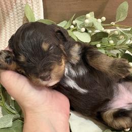 Girl 2 - female Aussiedoodle puppy in Rainbow City, Alabama from Creek Bend Farm