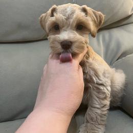 Lucas - Wheaten male Miniature Schnauzer puppy in Norman, Oklahoma from Priscilla's Miniature Schnauzers