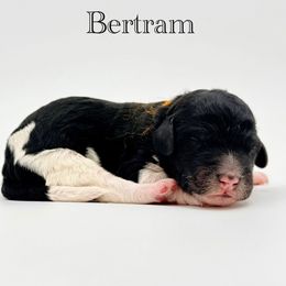 Bertram - Parti male Goldendoodle puppy in Milford, Pennsylvania from Doodles Are Golden