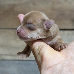 AKC gold dust girl 2 - Gold female Yorkshire Terrier puppy in Greencastle, Indiana from Tiny Tushy Lodge