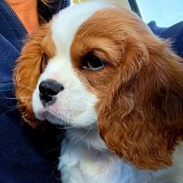 Block - Blenheim male Cavalier King Charles Spaniel puppy in Watsontown, Pennsylvania from Huntsman Cavaliers