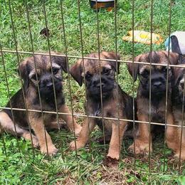 Border Terrier Puppies from Ruff n Ready Border Terriers